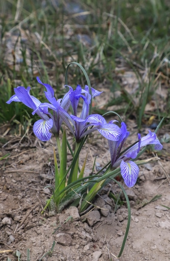 Iris loczyi